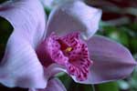 Картинки цветы,орхидея